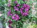 Warsaw Nike Clematis / Clematis 